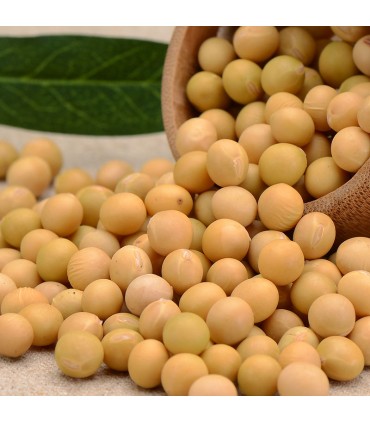 KACANG KEDELAI 25 KG
